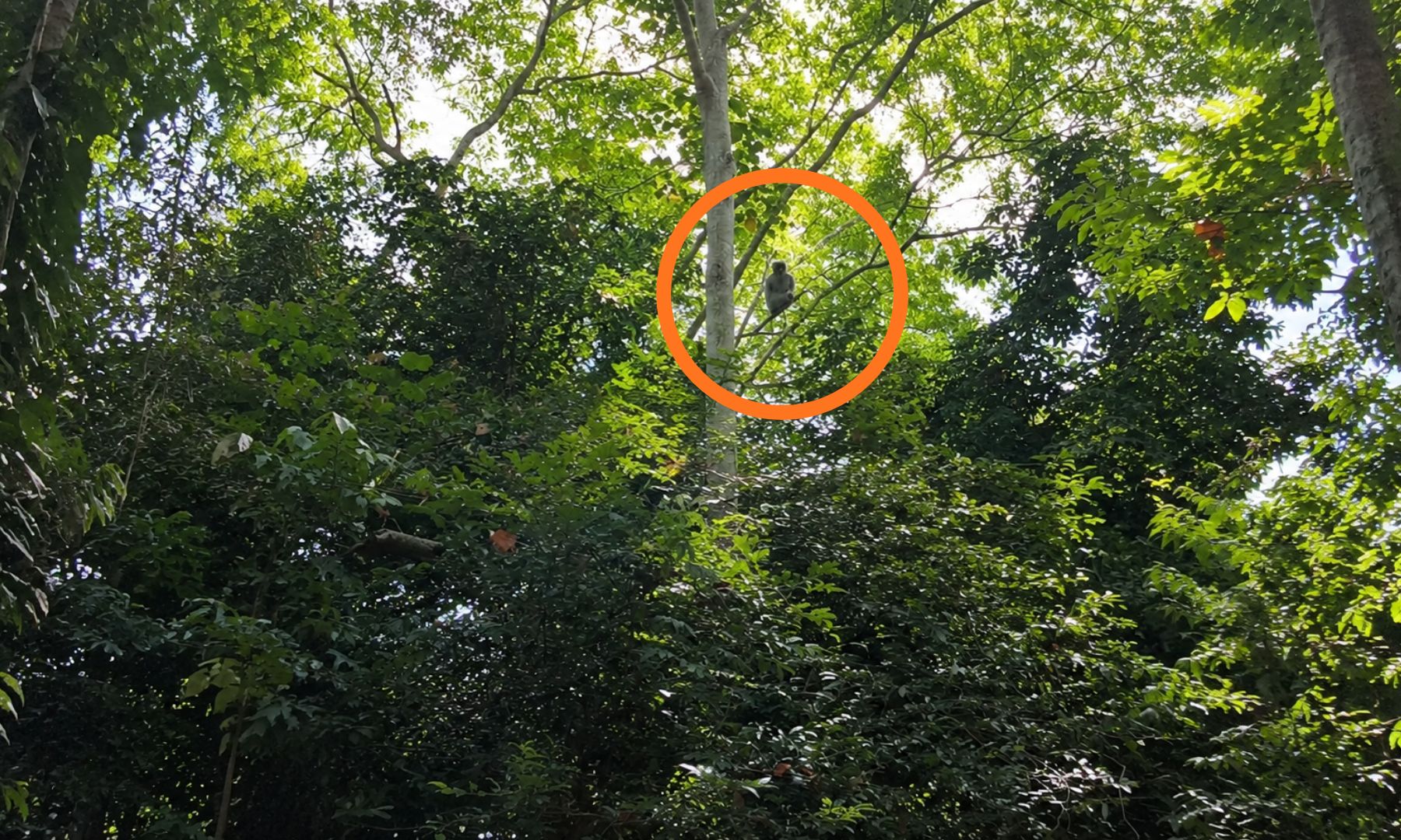 **運が良ければ出会える野生動物**